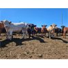 Image 3 : Cattleland Feedyards - 950# Steers - 130 Head (Strathmore, AB)