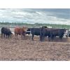 Image 2 : Hines Ranching - 860# Heifers - 70 Head (Marwayne, AB)