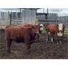 Image 3 : Hines Ranching - 860# Heifers - 70 Head (Marwayne, AB)