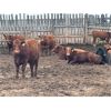 Image 4 : Hines Ranching - 860# Heifers - 70 Head (Marwayne, AB)