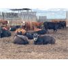 Image 5 : Hines Ranching - 860# Heifers - 70 Head (Marwayne, AB)