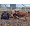 Image 6 : Hines Ranching - 860# Heifers - 70 Head (Marwayne, AB)