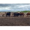 Image 7 : Hines Ranching - 860# Heifers - 70 Head (Marwayne, AB)