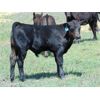 Image 12 : 9X Enterprises - 20 Black Angus Pairs (Brooks, AB)