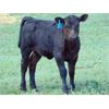 Image 14 : 9X Enterprises - 20 Black Angus Pairs (Brooks, AB)