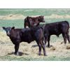 Image 7 : 9X Enterprises - 20 Black Angus Pairs (Brooks, AB)
