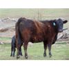 Image 9 : 9X Enterprises - 20 Black Angus Pairs (Brooks, AB)