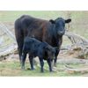 Image 3 : 9X Enterprises - 20 Black Angus Pairs (Brooks, AB)