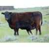 Image 4 : 9X Enterprises - 20 Black Angus Pairs (Brooks, AB)