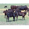 Image 5 : 9X Enterprises - 20 Black Angus Pairs (Brooks, AB)
