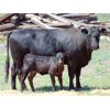 Image 6 : 9X Enterprises - 20 Black Angus Pairs (Brooks, AB)