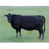 Image 10 : 9X Enterprises - 20 Black Angus Pairs (Brooks, AB)