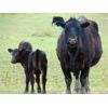 Image 11 : 9X Enterprises - 20 Black Angus Pairs (Brooks, AB)