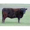 Image 13 : 9X Enterprises - 20 Black Angus Pairs (Brooks, AB)