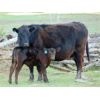 Image 2 : 9X Enterprises - 20 Black Angus Pairs (Brooks, AB)