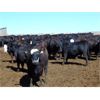 Image 3 : PSV Farms Ltd. - 890# Heifers - 70 Head (Enchant, AB)