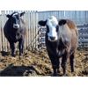Image 6 : PSV Farms Ltd. - 890# Heifers - 70 Head (Enchant, AB)