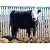 Image 4 : PSV Farms Ltd. - 890# Heifers - 70 Head (Enchant, AB)