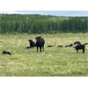 Image 2 : Quiet Creek Ranch - 35 Angus/Simm X Pairs (Buick Creek, BC)