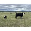 Image 3 : Quiet Creek Ranch - 35 Angus/Simm X Pairs (Buick Creek, BC)