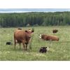Image 4 : Quiet Creek Ranch - 35 Angus/Simm X Pairs (Buick Creek, BC)