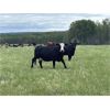 Image 5 : Quiet Creek Ranch - 35 Angus/Simm X Pairs (Buick Creek, BC)