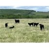 Image 6 : Quiet Creek Ranch - 35 Angus/Simm X Pairs (Buick Creek, BC)