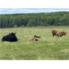 Image 7 : Quiet Creek Ranch - 35 Angus/Simm X Pairs (Buick Creek, BC)