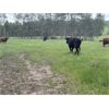 Image 8 : Quiet Creek Ranch - 35 Angus/Simm X Pairs (Buick Creek, BC)