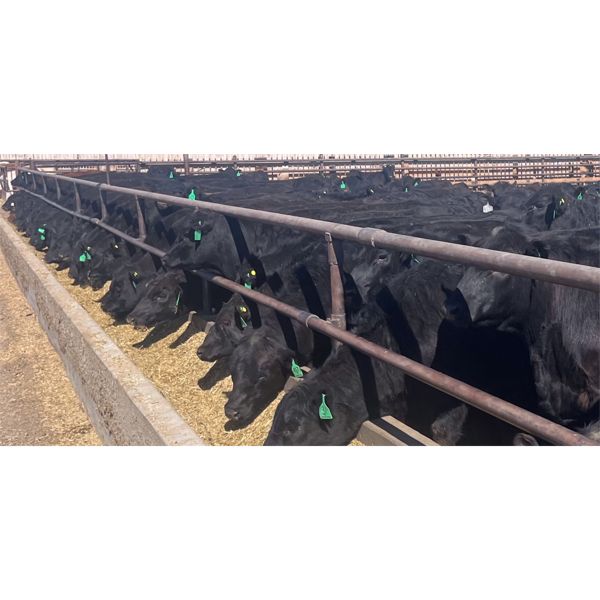 Pieter Wessels - 950# Steers - 335 Head (Fort Macleod, AB)