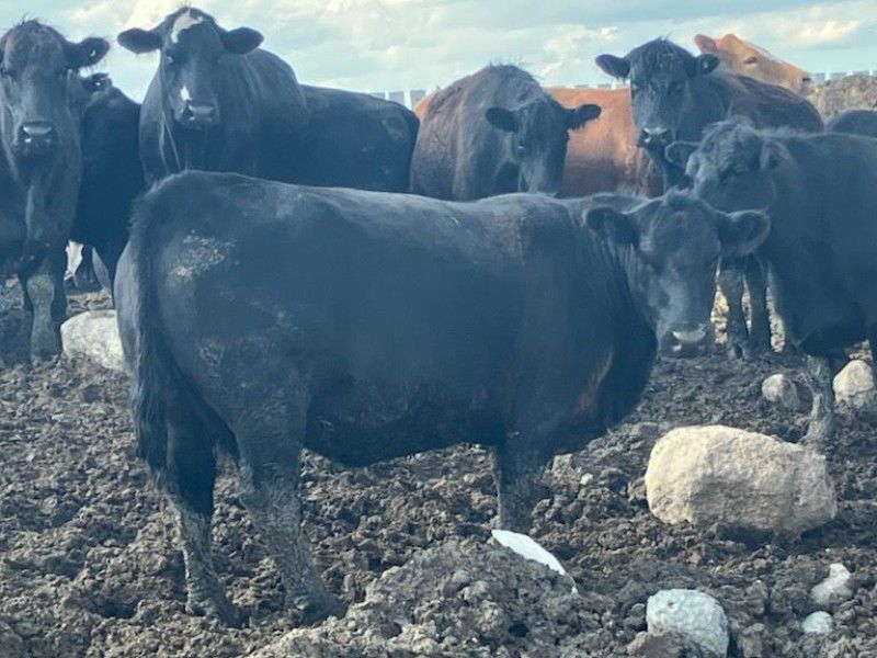 Bar W Ranch - 1500# Angus X Cows - 40 Head (Rocanville, SK) - Team ...