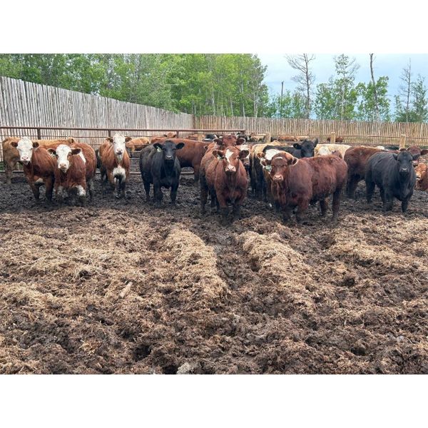 Chris Bartel - 975# Steers - 65 Head (Fort Vermilion, AB)