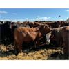 Image 10 : Chipping Hill Cattle Co. - 1025# Steers - 180 Head (MacGregor, MB)