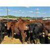 Image 11 : Chipping Hill Cattle Co. - 1025# Steers - 180 Head (MacGregor, MB)
