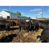Image 14 : Chipping Hill Cattle Co. - 1025# Steers - 180 Head (MacGregor, MB)