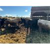 Image 15 : Chipping Hill Cattle Co. - 1025# Steers - 180 Head (MacGregor, MB)