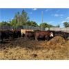Image 5 : Chipping Hill Cattle Co. - 1025# Steers - 180 Head (MacGregor, MB)