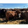 Image 10 : Chipping Hill Cattle Co. - 925# Steers - 130 Head (MacGregor, MB)