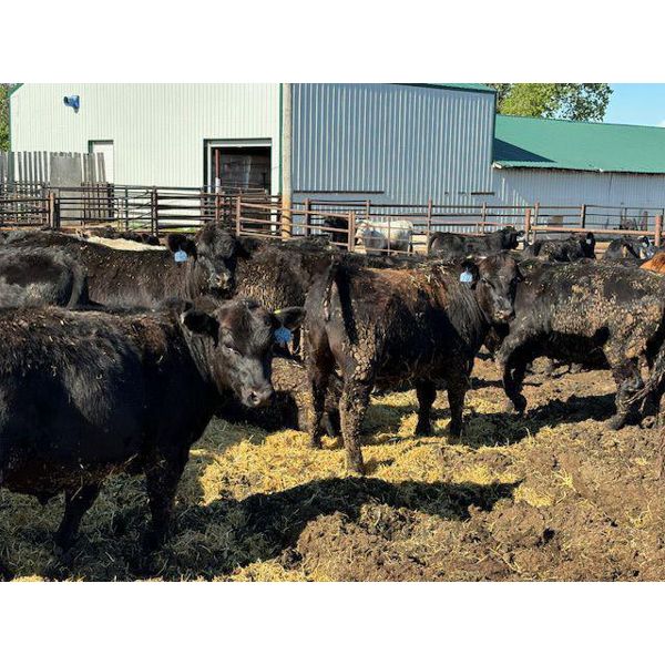 Chipping Hill Cattle Co. - 925# Steers - 130 Head (MacGregor, MB)