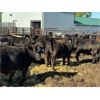 Image 1 : Chipping Hill Cattle Co. - 925# Steers - 130 Head (MacGregor, MB)