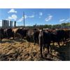 Image 2 : Chipping Hill Cattle Co. - 925# Steers - 130 Head (MacGregor, MB)