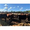 Image 3 : Chipping Hill Cattle Co. - 925# Steers - 130 Head (MacGregor, MB)