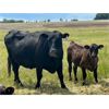 Image 16 : Darrel Farms - 20 Black/BBF Simm/Soderglen Max Pairs (Strathmore, AB)