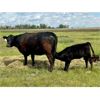 Image 18 : Darrel Farms - 20 Black/BBF Simm/Soderglen Max Pairs (Strathmore, AB)