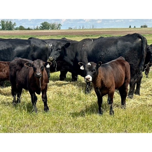 Darrel Farms - 20 Black/BBF Simm/Soderglen Max Pairs (Strathmore, AB)