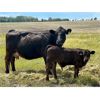 Image 20 : Darrel Farms - 20 Black/BBF Simm/Soderglen Max Pairs (Strathmore, AB)