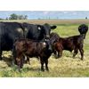 Image 2 : Darrel Farms - 20 Black/BBF Simm/Soderglen Max Pairs (Strathmore, AB)