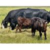 Image 3 : Darrel Farms - 20 Black/BBF Simm/Soderglen Max Pairs (Strathmore, AB)