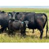 Image 5 : Darrel Farms - 20 Black/BBF Simm/Soderglen Max Pairs (Strathmore, AB)