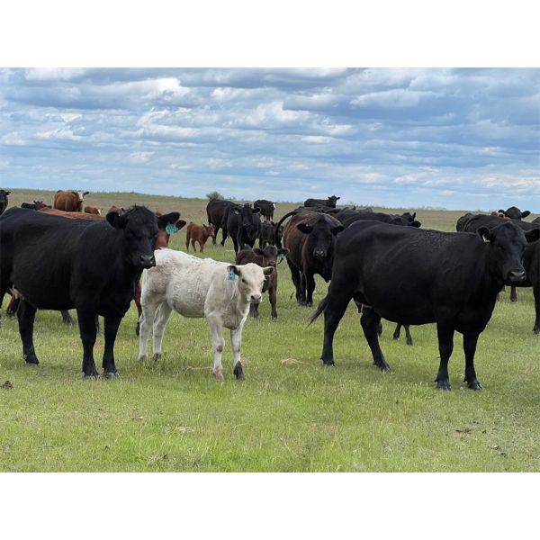 Bob Turner - 31 Angus/Exotic X Pairs (Lockwood, SK)